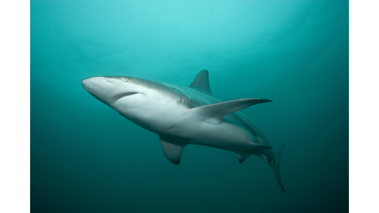 Blacktip shark (Carcharhinus limbatus) South Africa, Indian Ocean