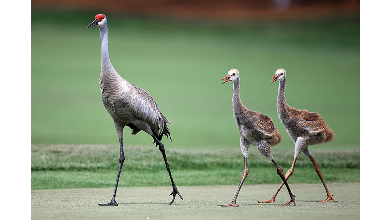 Arnold Palmer Invitational Presented By MasterCard - Round One