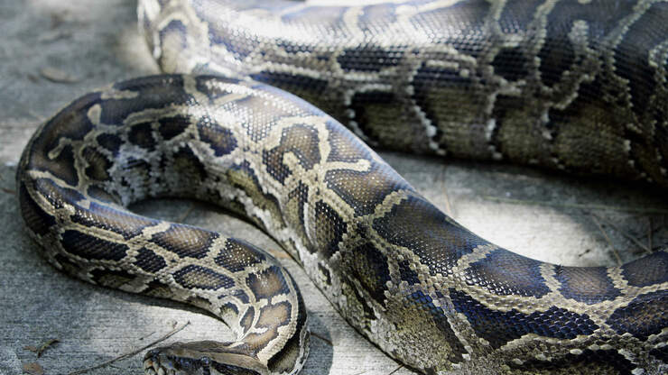 10 Foot Python Found Under Hood Of Mustang In Florida | WEBN