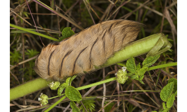 Megalopyge sp.