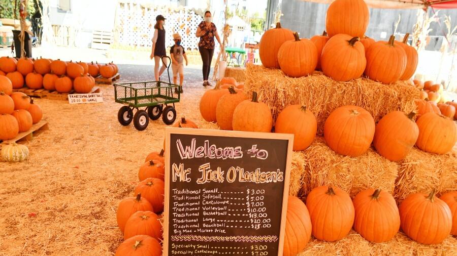 Tucson Pumpkin Patches You Have To Visit This Fall iHeart