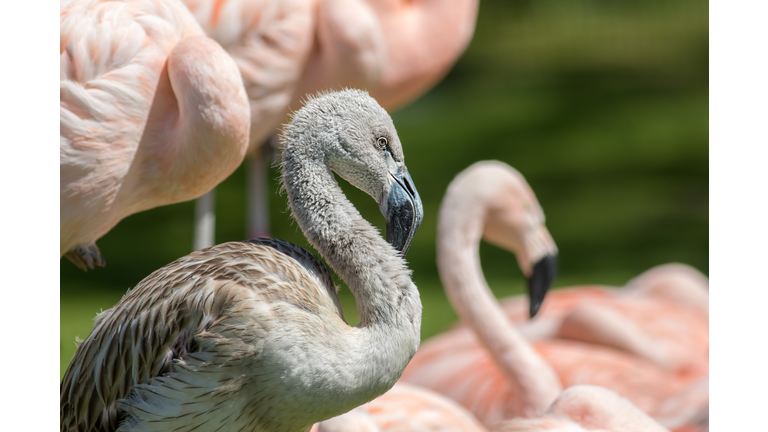 Juvenile Chilean flamingo bird. Gray chick amongst pink adults.