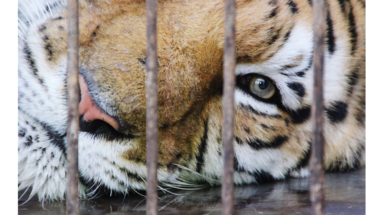 Portrait Of Tiger In Cage