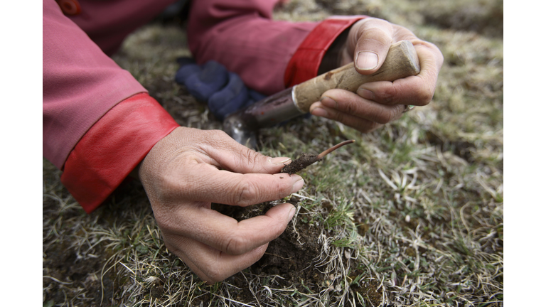 Digging For Caterpillar