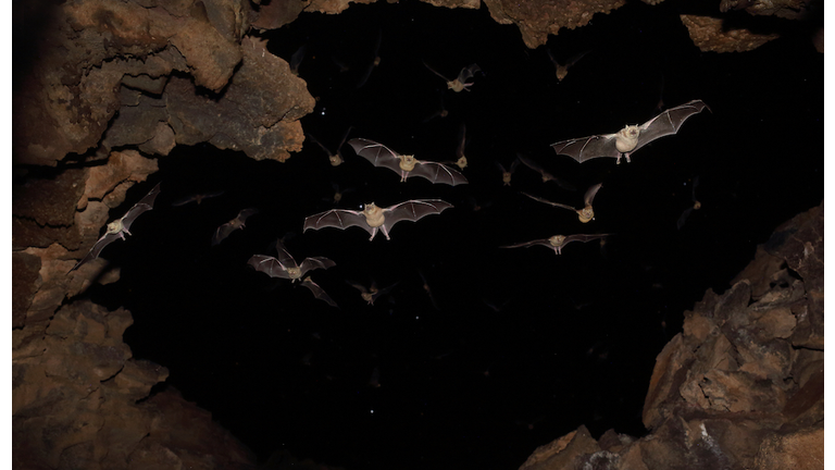 Bats flying in cave