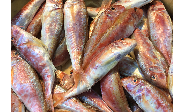 Red mullet fish