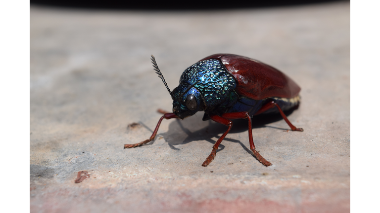 Copyright 2020 Getty Images