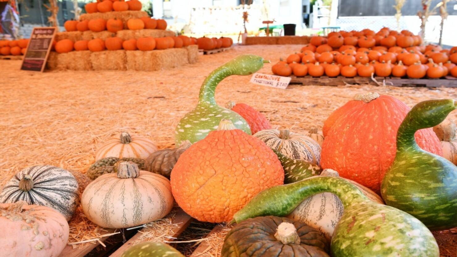 The Fairmont Scottsdale Princess Transforming Into A Magical Halloween