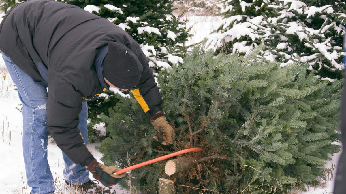 Christmas tree permits in Prescott National Forest to be available Oct