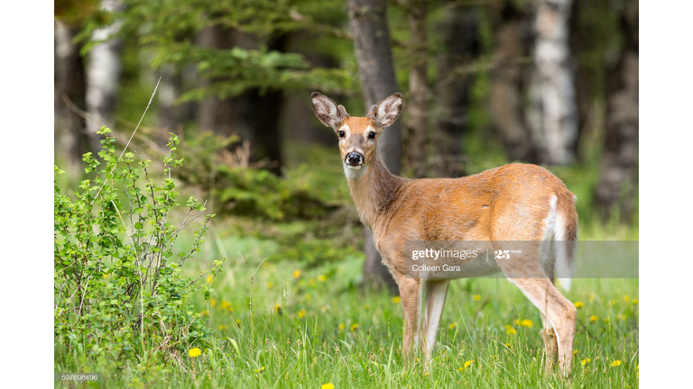 Getty Images