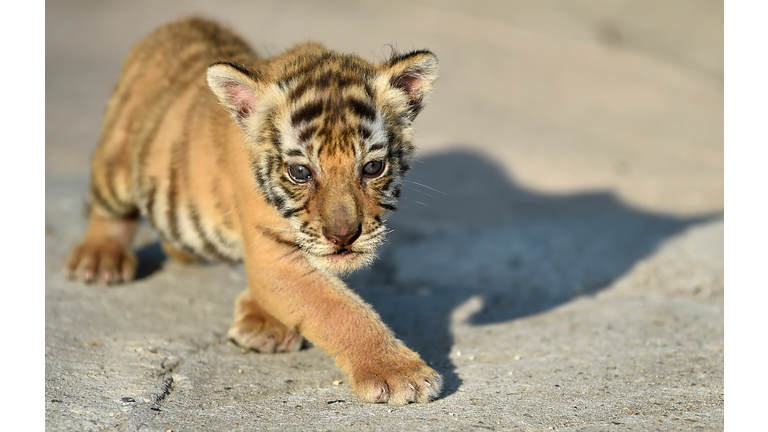 COLOMBIA-ANIMAL-ZOO-BENGAL-TIGERS