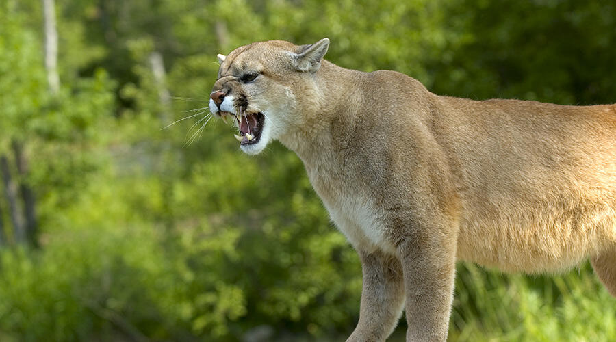 Cougar Stalks Hiker Who Was Filming Her Four Cubs Iheart 