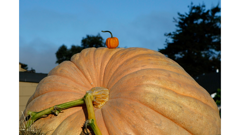California Growers Compete For Largest Pumpkin Honors