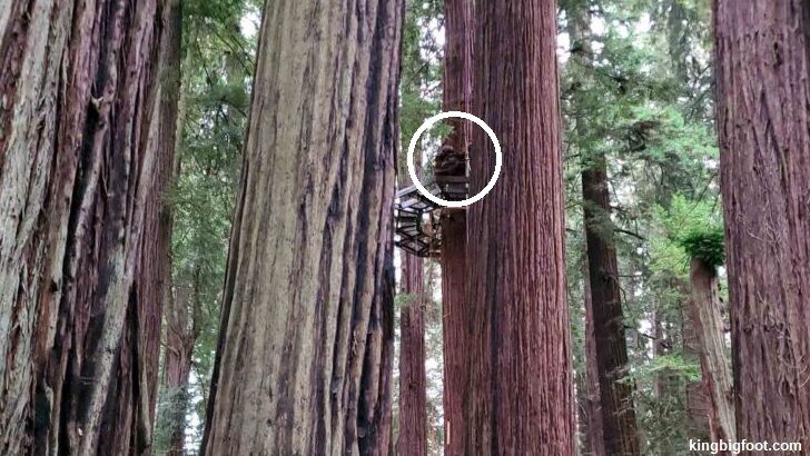 Bigfoot Seen at Sequoia National Park?