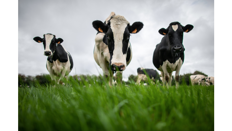 TOPSHOT-FRANCE-INDUSTRY-POLLUTION-CHEMICALS-ACCIDENT-DAIRY-AGRIC