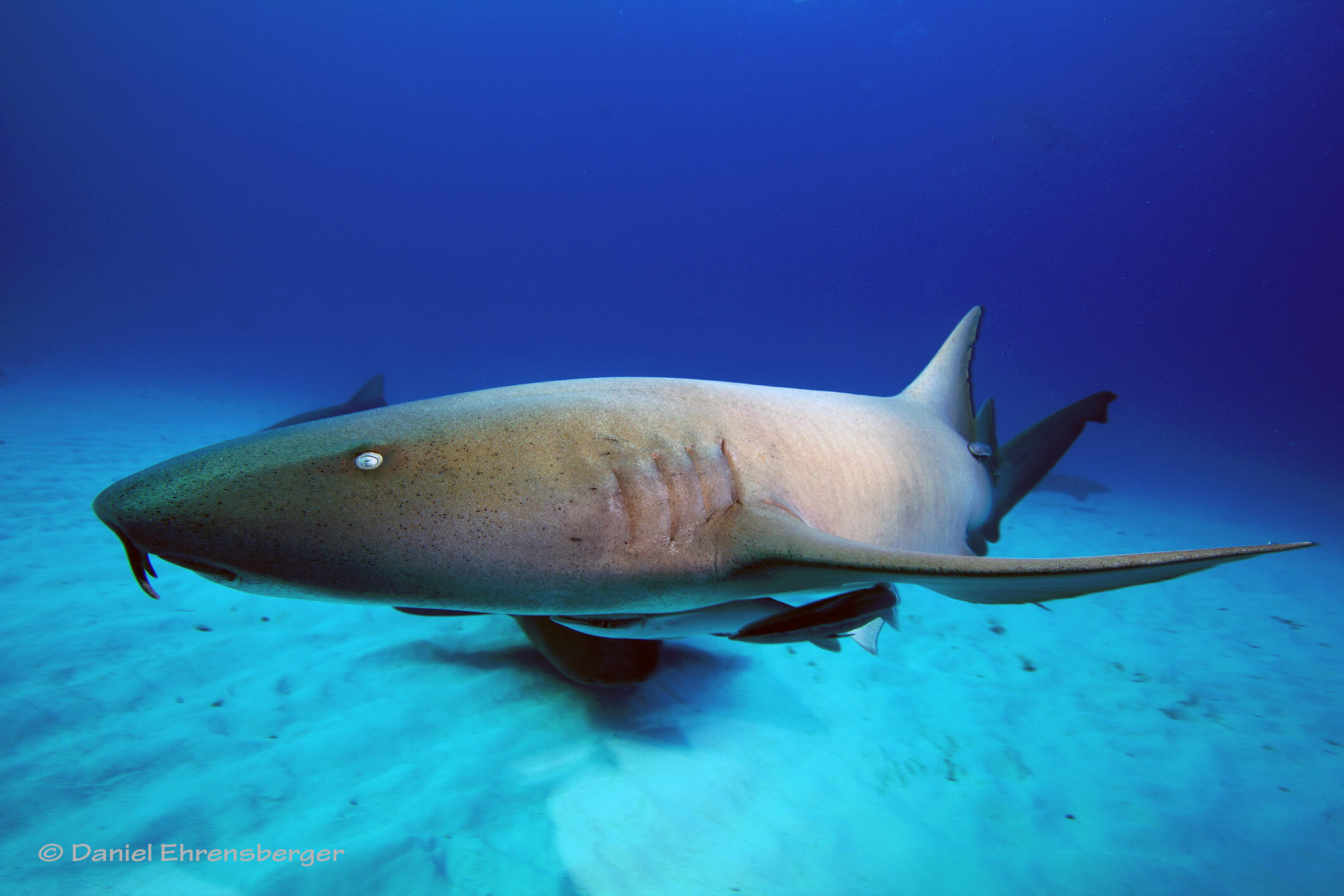 shark in swimming pool