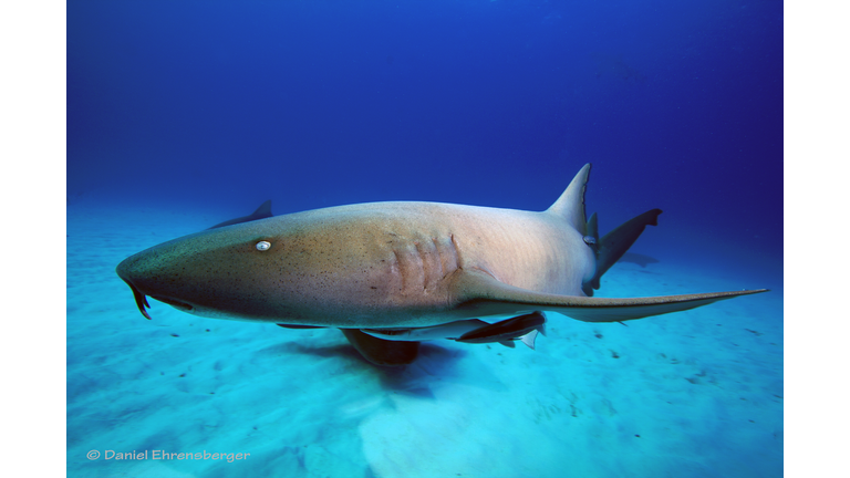 Portrait of nurse shark (Ginglymostoma cirratum) underwater