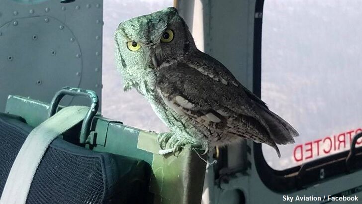 Owl Takes 'Unheard of' Ride on Helicopter