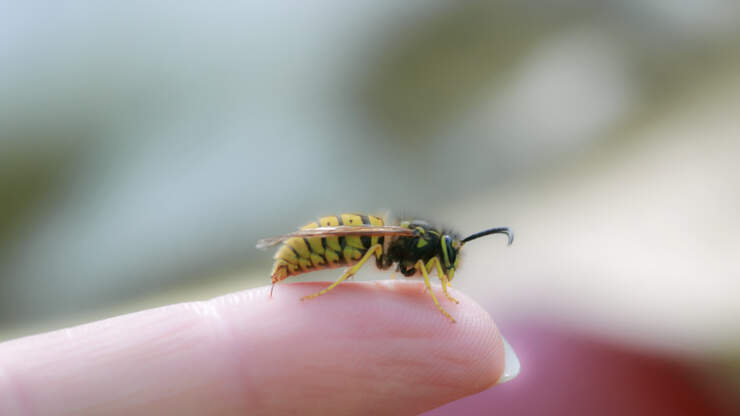 WATCH: Guy Gets His Tongue Stung By A Bee While Eating A ...