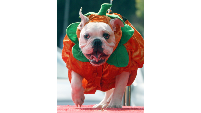 A dog named Bob wears a pumpkin outfit 