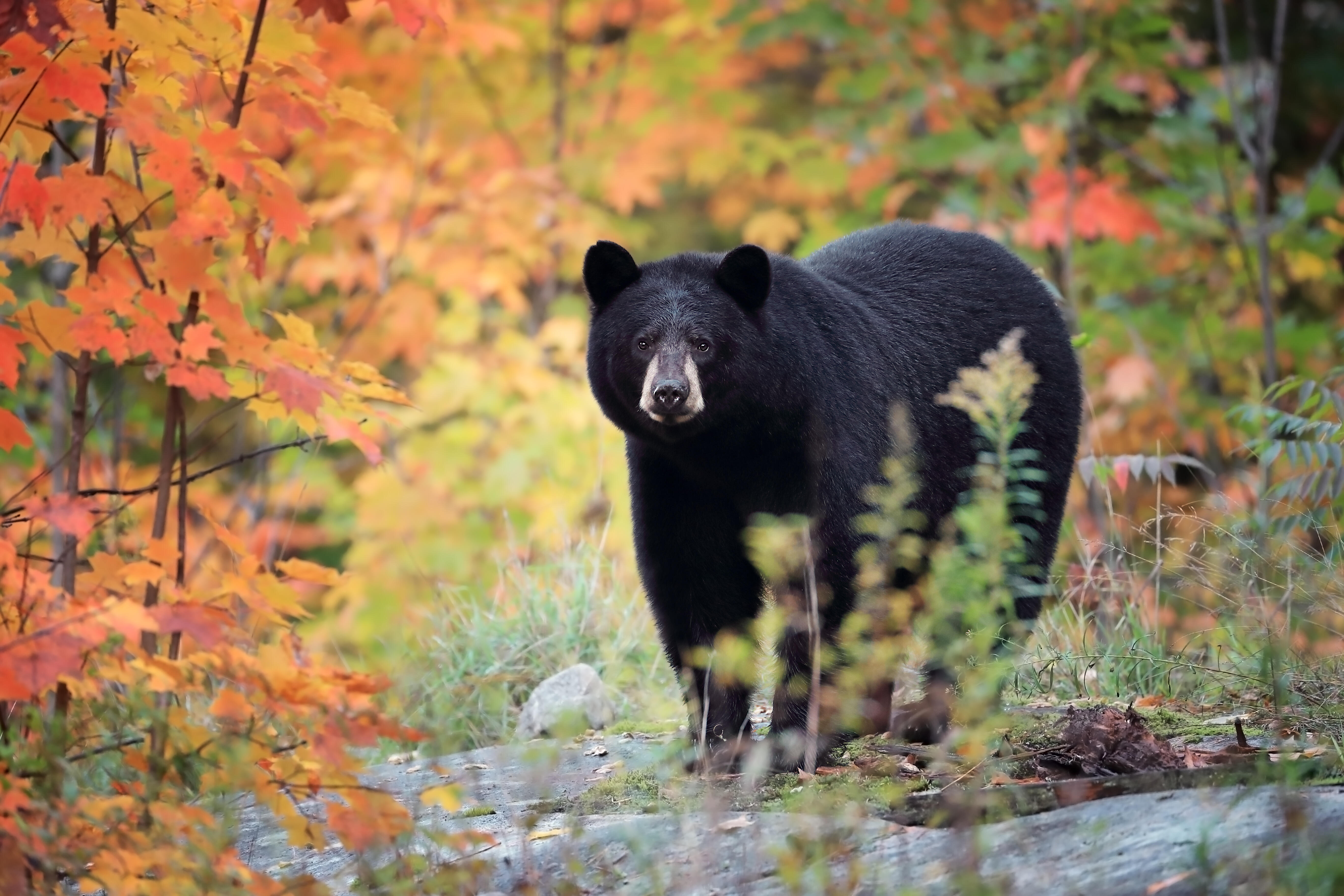 Woman Killed In Colorado Bear Attack Identified | IHeart