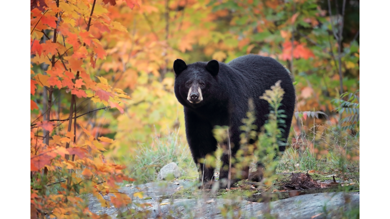 Black Bear & Autumn Colors