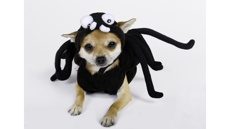Chihuahua dressed up in spider costume