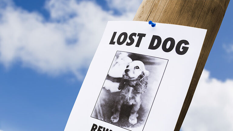 Lost dog poster nailed to a lightpost
