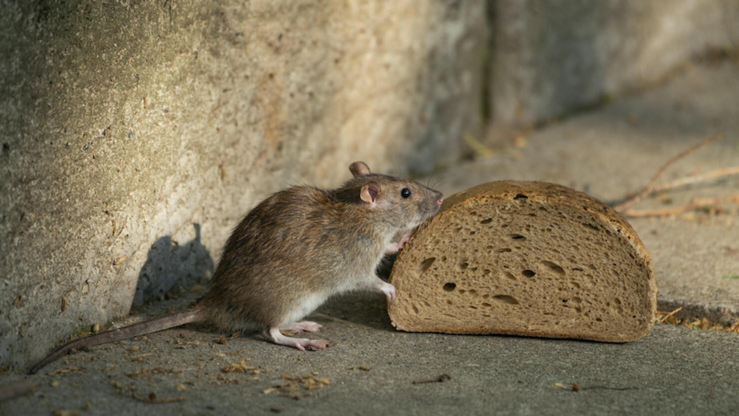 Brown rat (Rattus norvegicus) sniffs on bread, Thuringia, Germany
