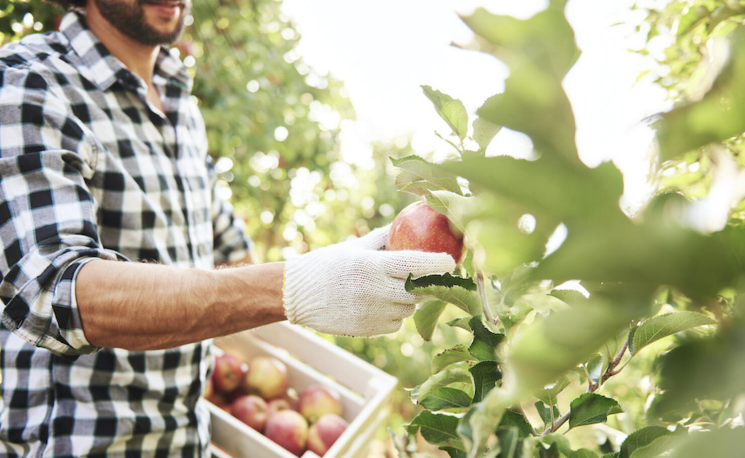 Fruit grower harvesting apples in orchard