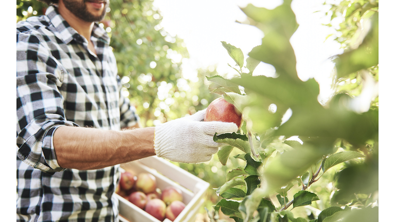 Fruit grower harvesting apples in orchard