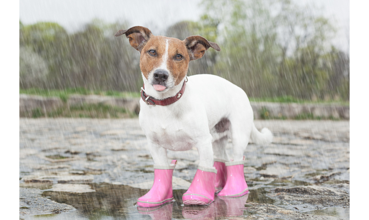 dog in the rain