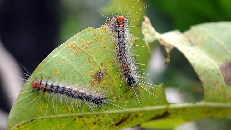 Fluffy caterpillar one of the most venomous in the United States | Love