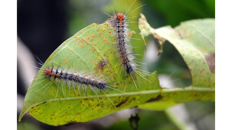 *Not a picture of the dangerous caterpillar