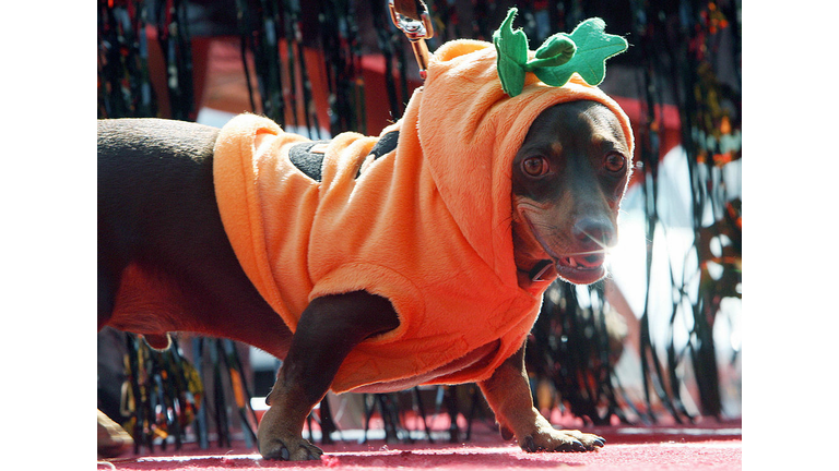 A dog named Tana is dressed with a pumpk