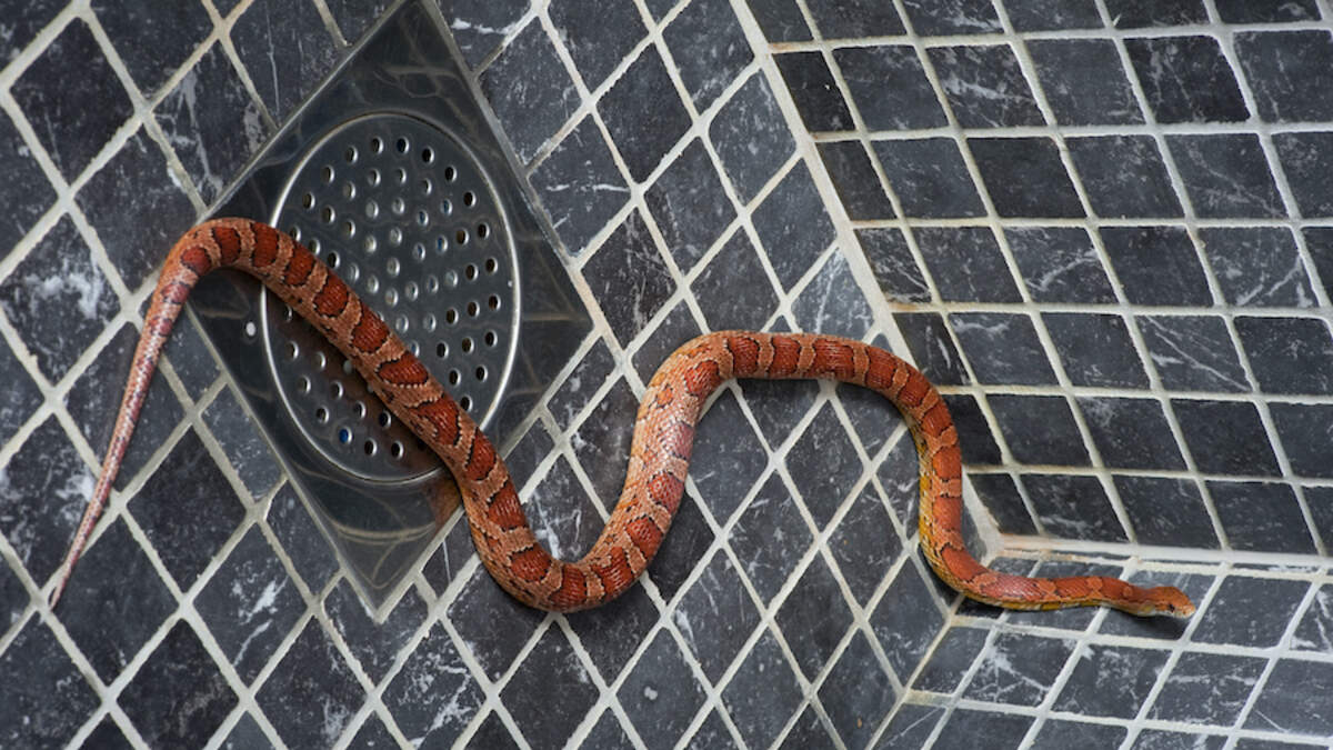 Wild footage shows snake slithering around toilet