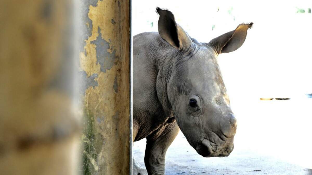 ZooTampa Named A Baby Rhino After Gronk. Gronk Responds | 98ROCK ...