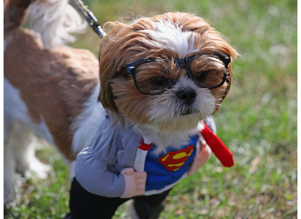 Barkfest Halloween Dog Costume Contest