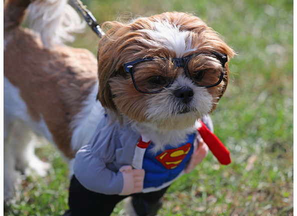 A Shih Tzu dog in a Halloween costume.