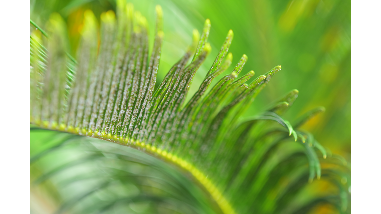 Sago Palm leaf underside with Cycad Aulacaspis scale infestation