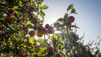 Two Philly-Area Apple Orchards Named Among Best In United States