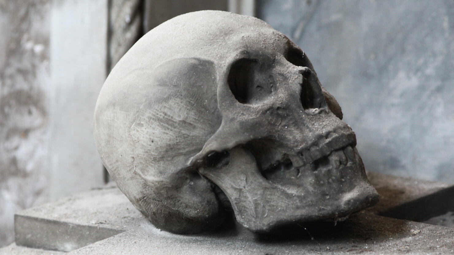 Human Skull