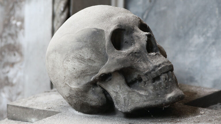 Human Skull