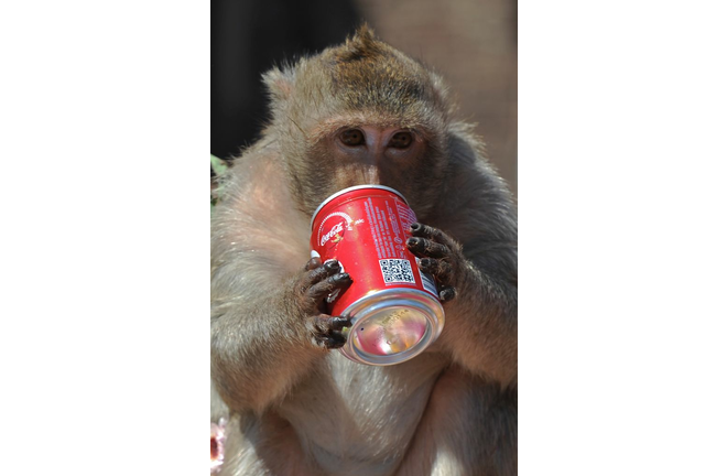 THAILAND-FESTIVAL-ANIMAL-MONKEY