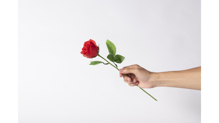 Cropped Hand Holding Rose Against White Background