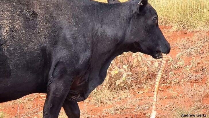 Cow Spotted Eating Snake in Australia
