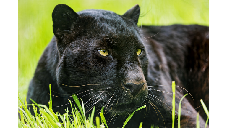 Black leopard mauls man who paid to have pictures taken