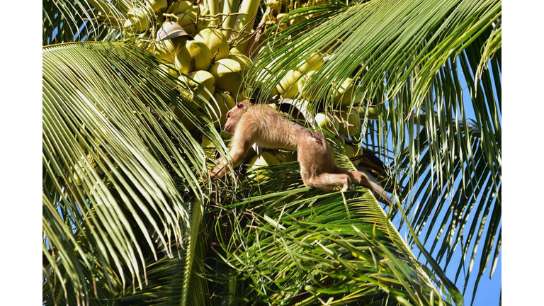 THAILAND-ANIMAL-COCONUTS