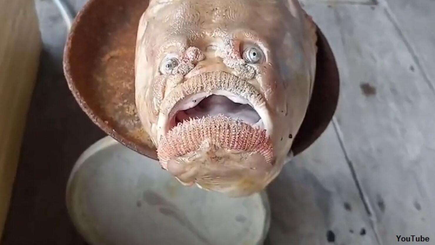 Watch: Fish with Eerie Human-Like Face Caught in Thailand