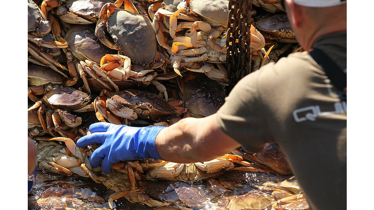 California's Dungeness Crab Seasons Starts